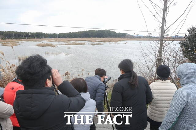 서천군 금강하구를 찾은 관광객들이 겨울철새들을 탐조하고 있다. / 서천군