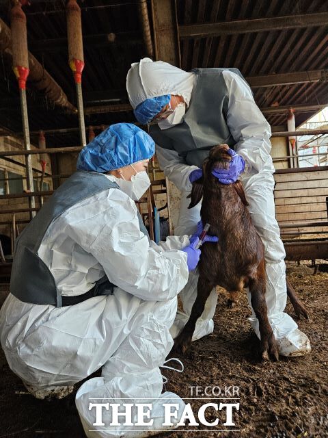 경기도동물위생시험소는 최근 구제역 일제백신 접종 후 모니터링 검사결과 도내 우제류(소, 염소) 사육 농가의 구제역 백신항체양성률이 99.1%를 기록했다고 5일 밝혔다./경기도동물위생시험소