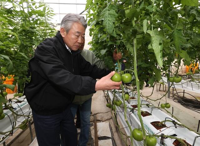 강호동 농협중앙회장이 11일 경남 사천시 소재 토마토 재배 농가를 찾아 생육 상황을 점검하고 있다. /농협중앙회