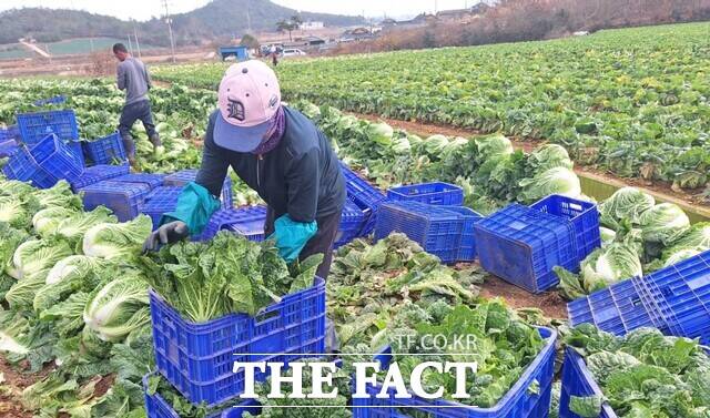 전남 해남군 한 포전의 배추 수확 현장. /한국농수산식품유통공사
