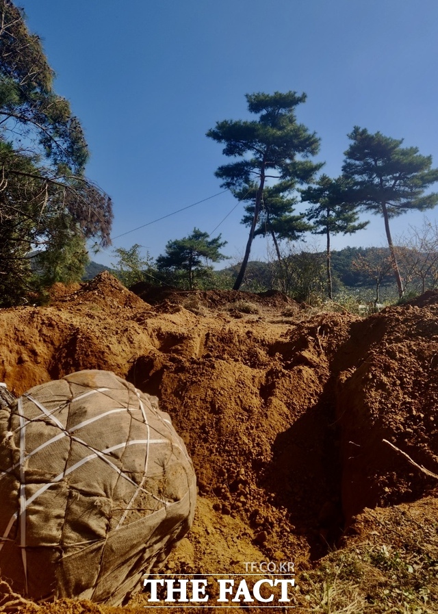 전남 함평 축산자원개발부 이주자 택지 내 소나무가 적법한 과정을 거치지 않고 무분별하게 굴취되고 있다. /제보자