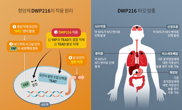 대웅제약의 항암제 후보 물질 DWP216이 국가신약개발사업단(KDDF)이 주관하는 2024년 제2차 국가신약개발사업 과제로 선정됐다. /대웅제약