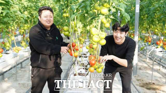 당진시 청년 창업농 임대형 스마트팜에서 올해 토마토를 첫 수확했다. /당진시