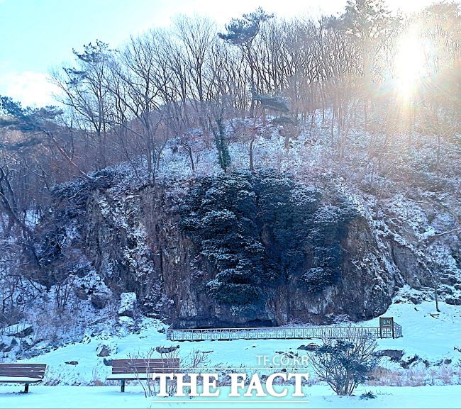 고창군 아산면 선운산 초입 생태숲의 송악은 천연기념물 제367호로 경관의 가치를 높이고 있다. /김영미 기자