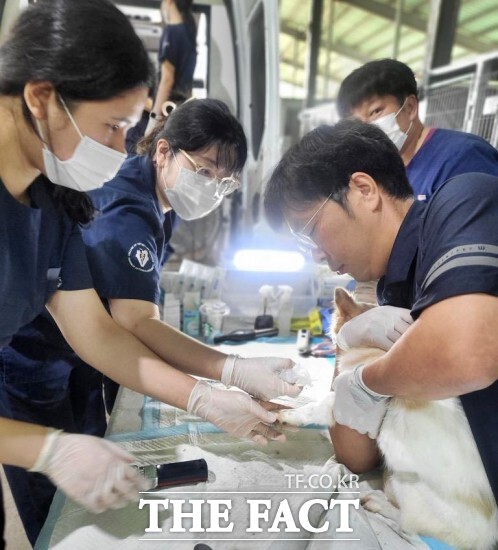 정읍시는 중성화 수술 지원 외에도 유기동물 보호와 입양 촉진, 동물 학대 예방 등 다양한 동물보호 활동을 확대해 나갈 계획이다. /정읍시