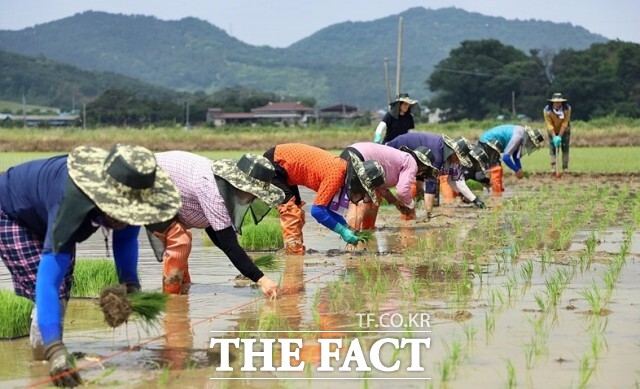 기본형 공익직불금 109억원은 1월 중 지급 완료될 예정이며, 쌀값 하락과 농자재 가격 상승 등으로 어려움을 겪고 있는 농업인의 경영 안정을 위해 추가로 20억원의 시비 직불금이 5월에 지급된다. / 정읍시