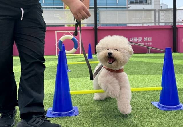 서울 지자체 곳곳에서 설 연휴를 맞이해 반려견 돌봄쉼터를 운영한다고 밝혔다. 사진은 서대문 내품애(愛)센터에서 반려견이 훈련을 받고 있는 모습. /서대문구