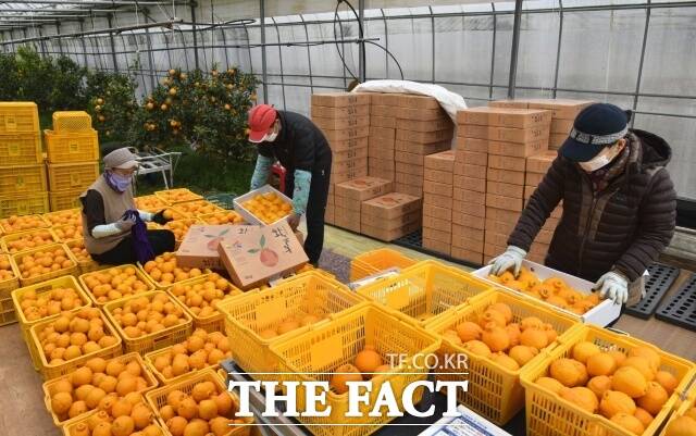 진도군은 당도가 높고 과즙이 풍부한 고품질의 한라봉과 레드향이 제철을 맞아 출하가 한창이다./진도군