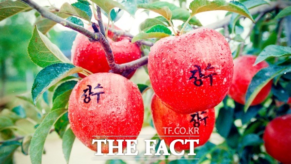 장수군이 농림축산부가 주관한 2025년 스마트과수원특화단지 조성 공모사업에 최종 선정돼 3년간 총 사업비 37억 원을 투입해 장수읍과 천천면 일원에 17ha 규모의 사과생산단지를 조성한다. /장수군