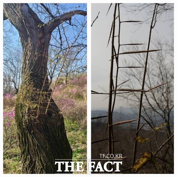 당진 몽산성 시무나무 군락지 모습. /당진시