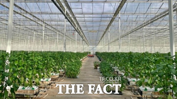 정부가 2029년까지 전국 온실의 35%를 스마트팜으로 전환한다.농림축산식품부는 이 같은 내용이 담긴 제1차 스마트농업 육성 기본계획을 수립했다고 21일 밝혔다./더팩트DB