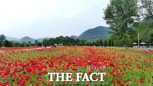 경기 가평군이 외국인 관광객을 유치하는 여행사에 인센티브를 지원하기로 결정한 가운데 사진은 지난해 5월 열린 자라섬 봄꽃 페스타의 전경./가평군