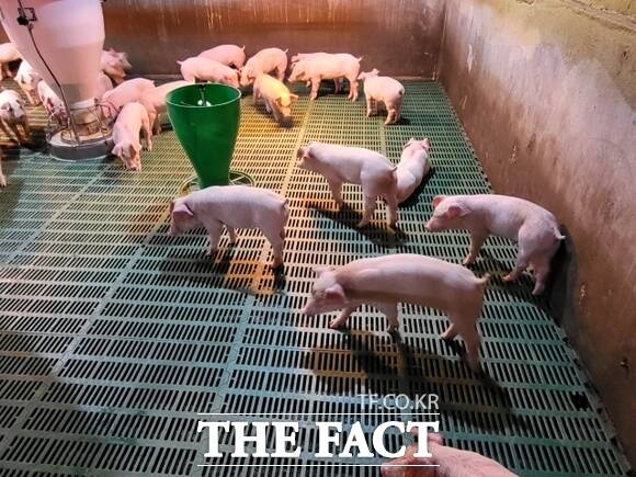 경기도의 ‘양돈산업 경쟁력 강화’ 사업을 통해 사육 환경이 개선된 경기도 내 한 양돈 농가의 모습./경기도