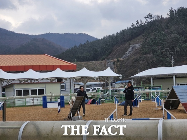 진도군이 설 명절을 맞아 28일부터 30일까지 진도개테마파크 일원에서 진돗개 특별공연을 진행한다./진도군