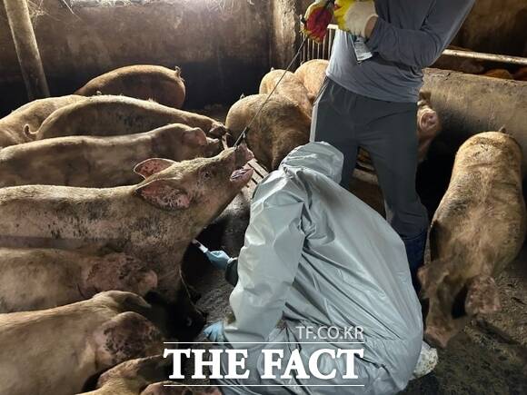 28일 양주서 발생한 ASF 확산을 막기 위해 경기도 관계자가 방역대 한 농가에서 임상검사 용 혈액을 체취하고 있다. /경기도