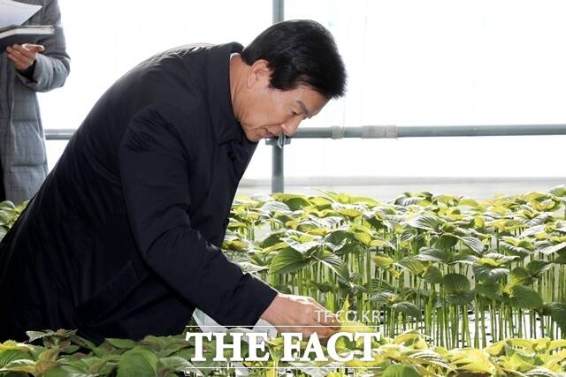 박범임 금산군수가 깻잎 하우스에서 현장행정을 진행하고 있다. /금산군