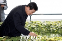  금산군, 지난해 깻잎 연매출 사상 최고 763억 원 달성