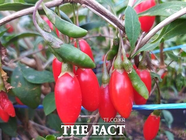 병해충에 강하고 자가화합성인 구기자 화강 품종. /충남도