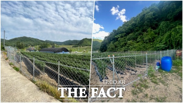 임실군이 능형철조망 설치 지원 사업을 이달 17일까지 신청 받는다. 일반 농가는 최대 282만 원(150m), 과수농가는 최대 564만 원(300m) 까지 지원받을 수 있다. /임실군