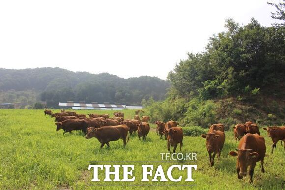 경기도 내 한 축산농가의 모습 /경기도