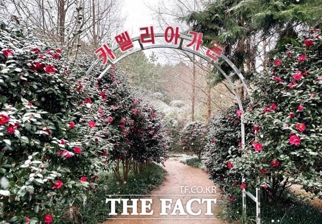 신안군 섬 겨울꽃 축제가 역대 최고 관람객인 7만여 명이 방문해 성과를 거두며 마무리됐다. /신안군