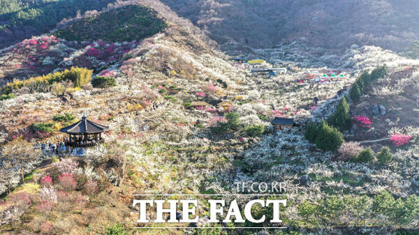 전남 광양시의 대표적 관광지 매화마을 전경,/광양시