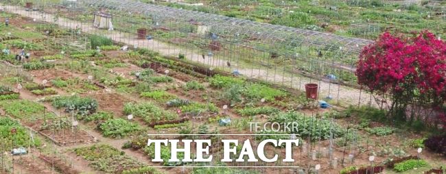시민주말농장(텃밭) 전경./광명시