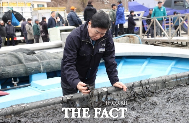 고흥군이 물김 가격 하락에 따른 수급 안정을 위한 자구책 마련에 총력을 기울이고 있다. 공영민 고흥군수가 구암항 위판장에서 물김 상태를 확인하고 있다./고흥군