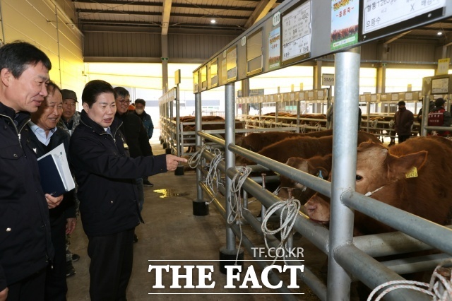 공영민 고흥군수가 지난 6일 동강면 한천리에 있는 가축시장을 방문해 한우 가격 동향 및 경매 진행 상황을 살펴보고 출하된 한우의 상태를 살펴보고 있다./고흥군