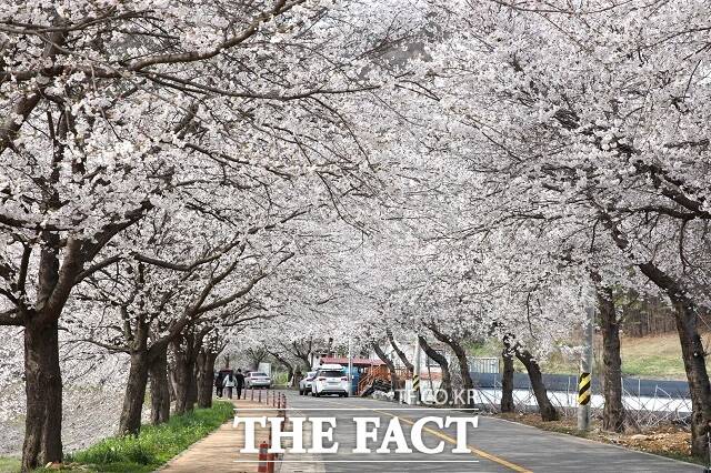 무주군 금강 변 마실길 맨발 걷기 길 대차리 서면마을 벚꽃길 모습 /무주군