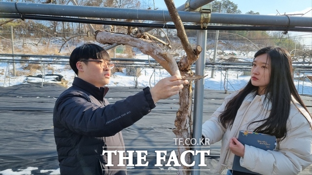 농업기술센터 직원들이 토종 다래 시험포에서 월동 병해충을 예찰하고 있다. /화순군
