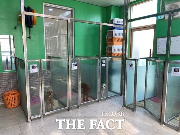 경기도내 한 동물보호센터에 새로 입소한 유기견들이 일반 보호동 유기견들과 합사하기 전 검역을 받고 있다./경기
