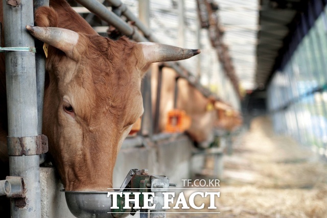 장흥군은 한우 산지 가격 하락과 사료가격 상승으로 어려운 한우농가의 경영 안정을 위해 소규모 한우농가에 사료 구입비를 지원한다./장흥군
