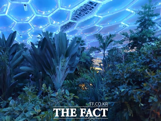 수목 조명으로 꾸며진 부천호수식물원 수피아 내부 모습 /부천시