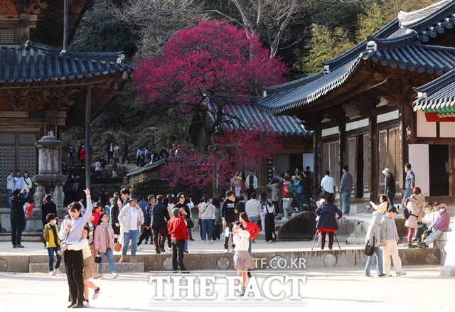 새봄을 맞는 전 국민의 문화축제로 자리잡고 있는 화엄사 홍매화 콘테스트의 지난해 참여자들./화엄사