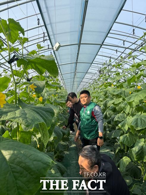 공주시에서 시설농사를 짓는 한 농민이 농산물을 살펴보고 있다. /공주시