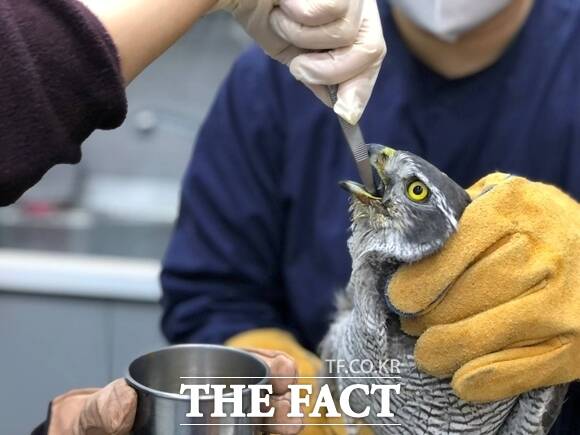 경기도 야생동물구조관리센터 관계자들에게 구조된 참매가 관계자들이 주는 먹이를 받아 먹고 있다./경기