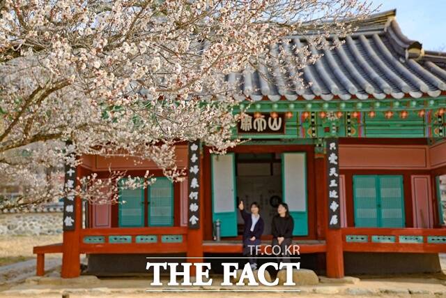 산청 남명매/산청군