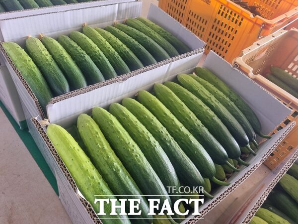 하늘그린오이 사진 /천안시