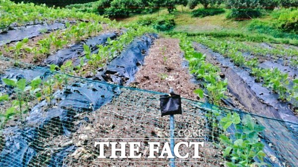 임실군이 유해야생동물 기피제 지원 사업을 확대 실시한다. /임실군