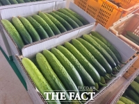  천안시, 대표 농산물 '하늘그린오이' 본격 출하