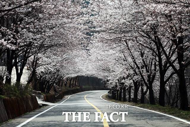 하동 십리벚꽃길/하동군