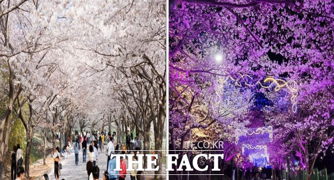 고창군이 지역 대표 축제인 ‘제3회 고창 벚꽃축제’를 4월 4~6일 개최한다. 사진은 제2회 벚꽃축제 모습. /고창군