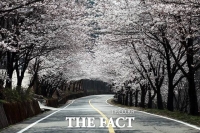  봄을 여는 축제, 하동 화개장터 벚꽃축제…3월 28~30일