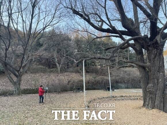 경기 구리시가 천연기념물 지정을 추진하고 있는 아천동 소재 은행나무의 모습./구리