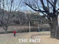  구리시, 천연기념출 지정 추진 '아천동 은행나무' 수령 931년