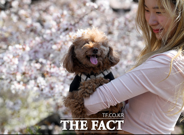 동물 학대 재발 방지를 위해 사육금지제 도입이 추진된다. 동물 유기에 대한 벌금은 500만원까지 올린다. 사진은 지난해 서울 강남구 양재천 일대에서 한 여성과 함께 산책 나온 강아지가 꽃놀이를 즐기고 있는 모습./더팩트DB