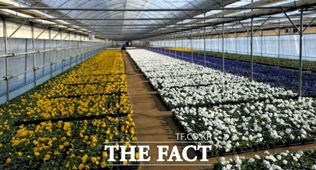 양묘장에서 출하를 기다리는 봄꽃들./안양시