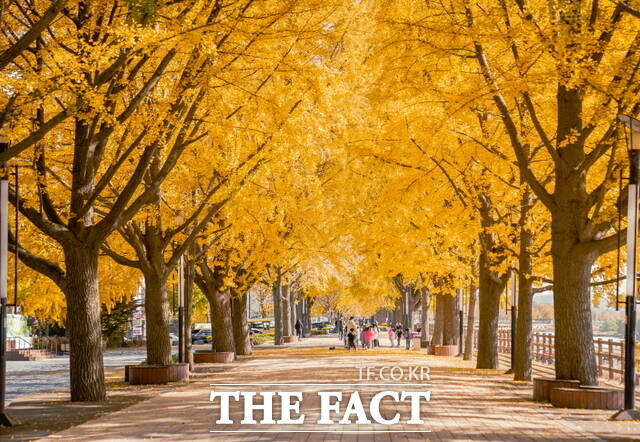 아산시 곡교천 은행나무길 전경. /아산시