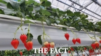 논산시, 비타베리 생산 확대로 딸기 글로벌 시장 공략 나서